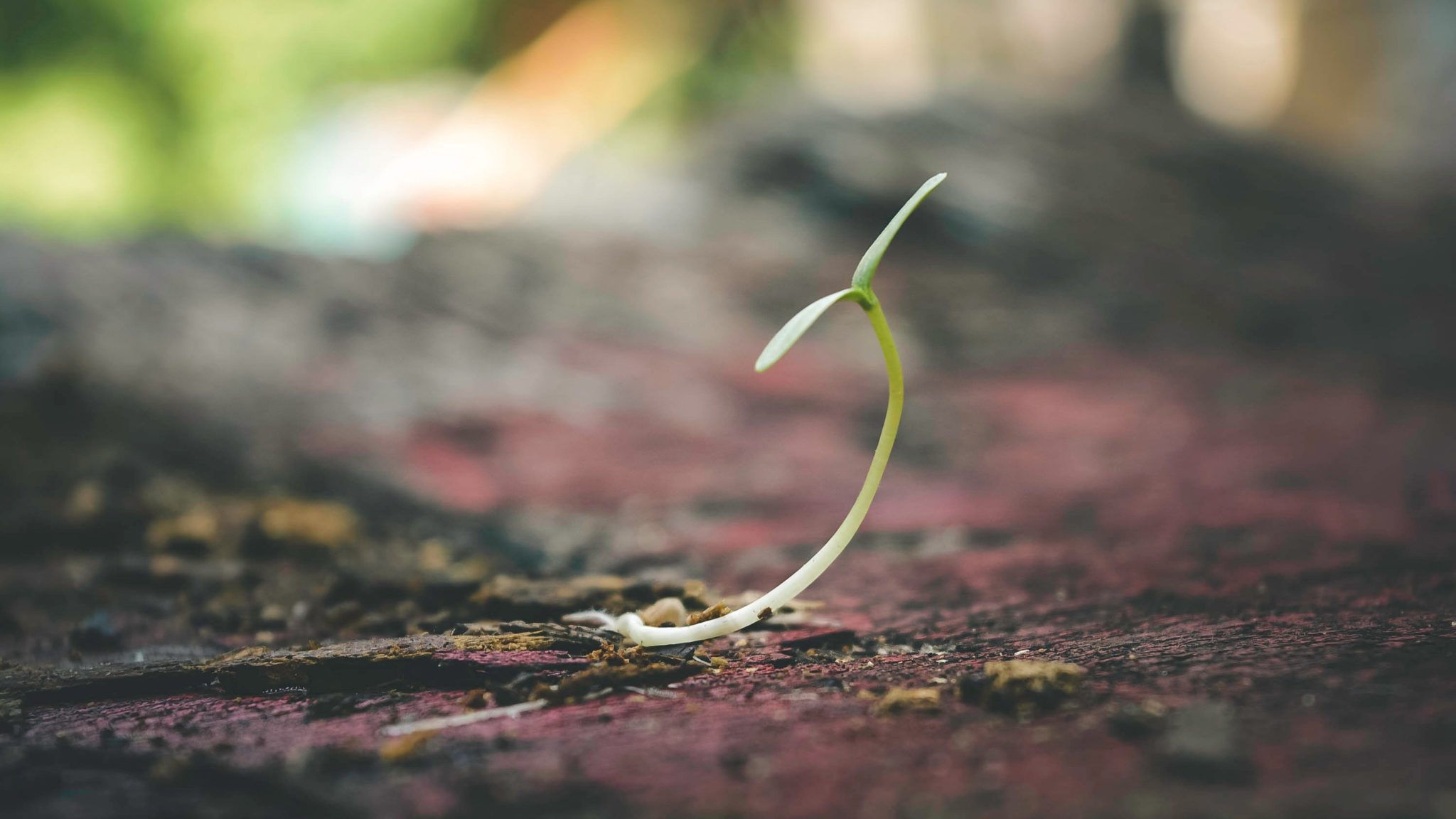 Seeding & Optimization in Toronto