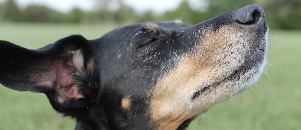 dog video commercials campaigns