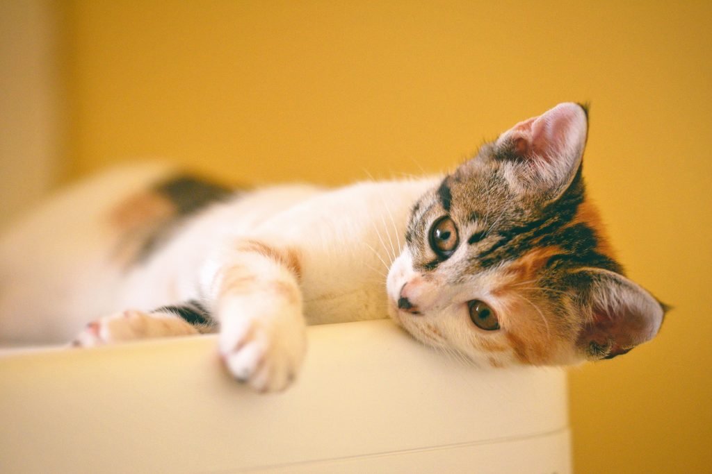 kitten cat commercials Toronto video production