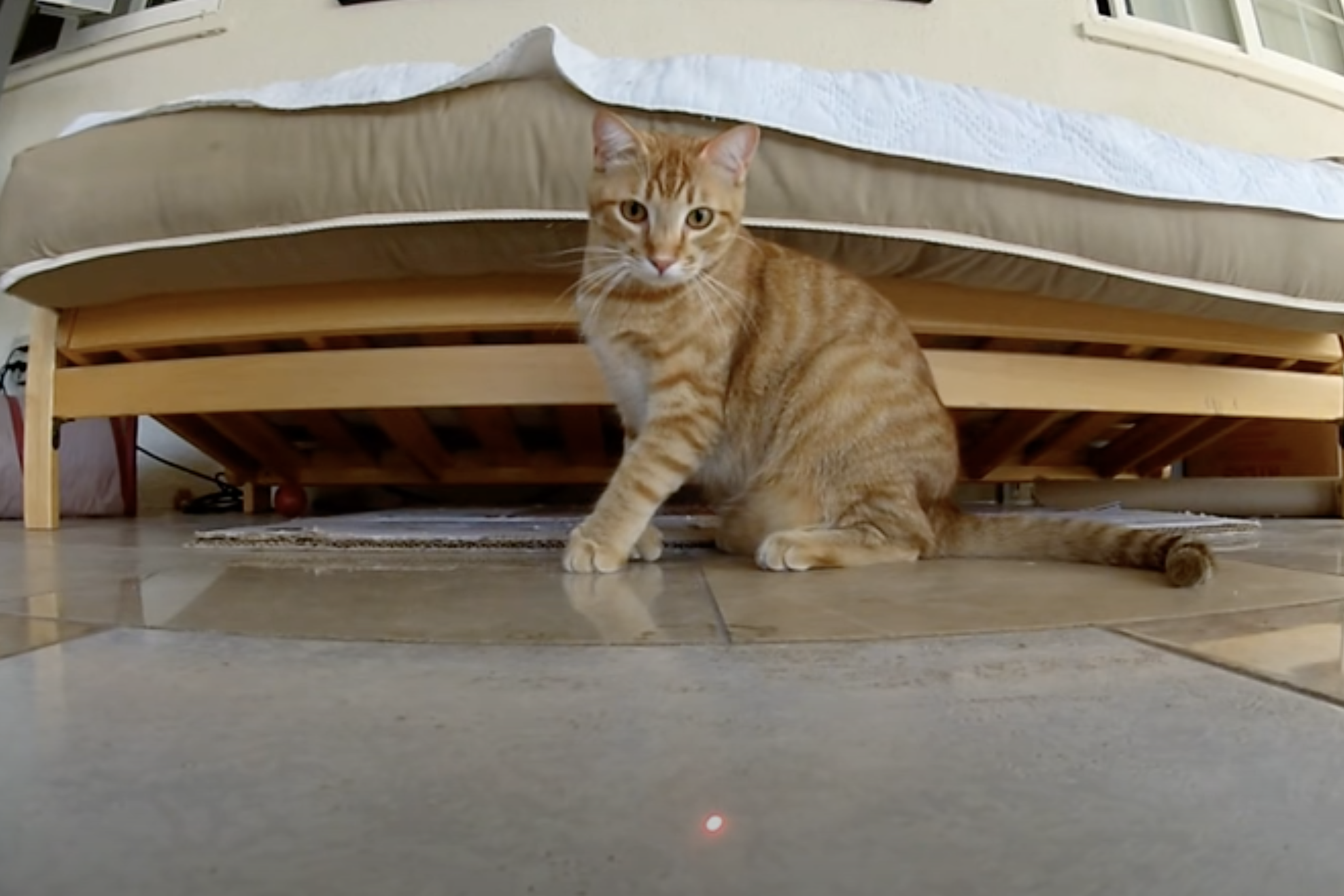 kitten cat commercials Toronto video production